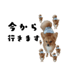 Dog.OGGi（個別スタンプ：5）