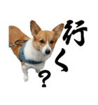 Dog.OGGi（個別スタンプ：6）
