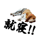 Dog.OGGi（個別スタンプ：7）