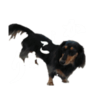 Dog.OGGi（個別スタンプ：8）