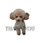 Dog.OGGi（個別スタンプ：9）