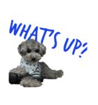 Dog.OGGi（個別スタンプ：10）