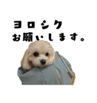 Dog.OGGi（個別スタンプ：11）