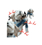 Dog.OGGi（個別スタンプ：12）