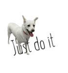 Dog.OGGi（個別スタンプ：13）