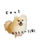 Dog.OGGi（個別スタンプ：14）