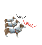Dog.OGGi（個別スタンプ：15）
