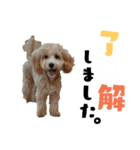 Dog.OGGi（個別スタンプ：16）