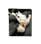 うちの猫ちゃん 上から目線編（個別スタンプ：1）