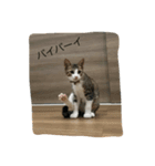 うちの猫ちゃん 上から目線編（個別スタンプ：3）