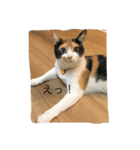 うちの猫ちゃん 上から目線編（個別スタンプ：4）