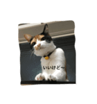 うちの猫ちゃん 上から目線編（個別スタンプ：5）