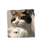 うちの猫ちゃん 上から目線編（個別スタンプ：6）