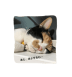 うちの猫ちゃん 上から目線編（個別スタンプ：7）