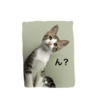 うちの猫ちゃん 上から目線編（個別スタンプ：8）