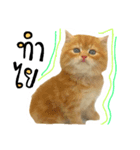 my Orange cat（個別スタンプ：2）