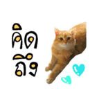 my Orange cat（個別スタンプ：3）