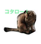 コタローさん（個別スタンプ：1）