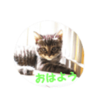 障害猫、四葉（個別スタンプ：4）