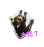 障害猫、四葉（個別スタンプ：7）
