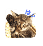 障害猫、四葉（個別スタンプ：8）