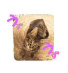 障害猫、四葉（個別スタンプ：11）
