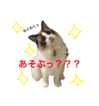 ラグドール ルークの日常（個別スタンプ：3）