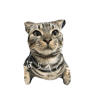 猫と犬2（個別スタンプ：2）