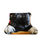 猫と犬2（個別スタンプ：3）