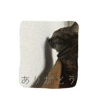 猫と犬2（個別スタンプ：4）