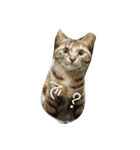 猫と犬2（個別スタンプ：6）