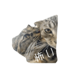 猫と犬2（個別スタンプ：13）