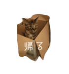 猫と犬2（個別スタンプ：14）