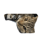 猫と犬2（個別スタンプ：17）