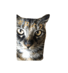 猫と犬2（個別スタンプ：18）