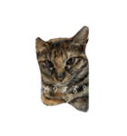 猫と犬2（個別スタンプ：20）