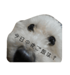 猫と犬2（個別スタンプ：21）