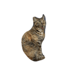 猫と犬2（個別スタンプ：22）