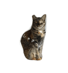 猫と犬2（個別スタンプ：24）
