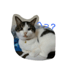 犬猫 スタンプ（個別スタンプ：1）