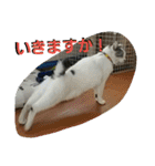 犬猫 スタンプ（個別スタンプ：3）