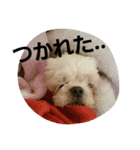犬猫 スタンプ（個別スタンプ：4）