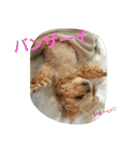 犬猫 スタンプ（個別スタンプ：6）