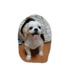 犬猫 スタンプ（個別スタンプ：7）