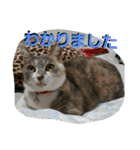 犬猫 スタンプ（個別スタンプ：8）