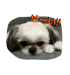犬猫 スタンプ（個別スタンプ：9）