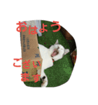 犬猫 スタンプ（個別スタンプ：10）