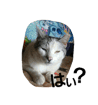 犬猫 スタンプ（個別スタンプ：11）