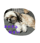犬猫 スタンプ（個別スタンプ：12）