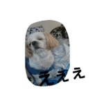 犬猫 スタンプ（個別スタンプ：13）